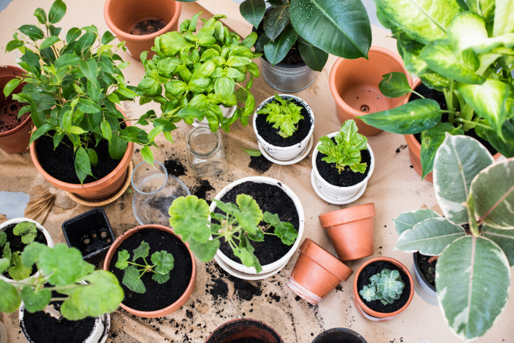 Herbs being planted in new pots with potting soil