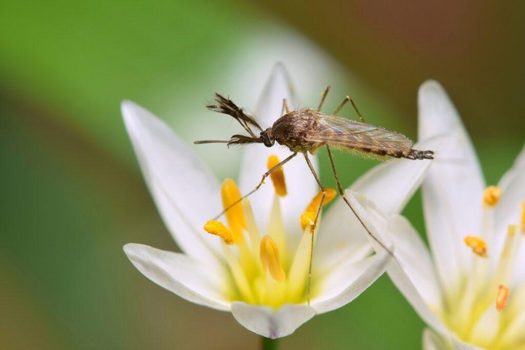 Close up of mosquito in garden on a white flower
