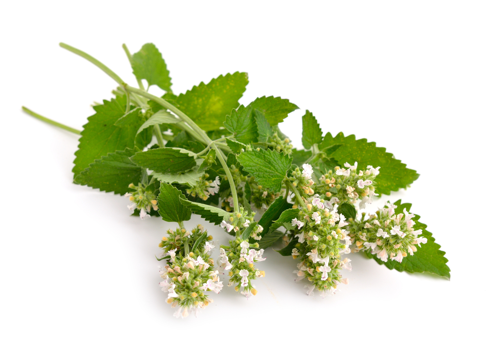 Springs of Catnip, a natural mosquito deterrent, on a white background