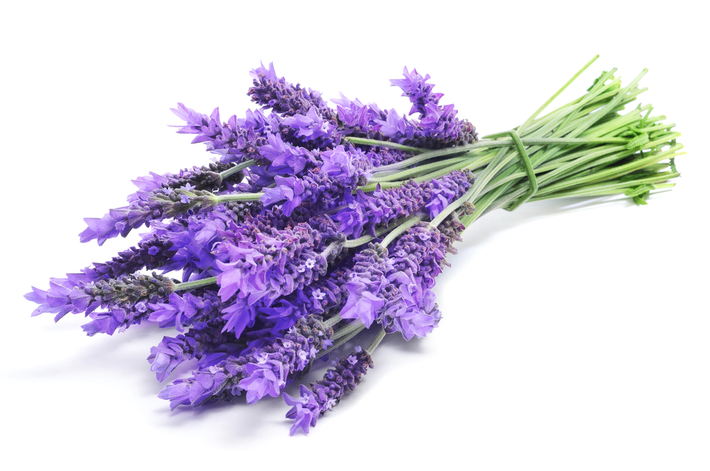 lavender bunch on white background for mosquito repellent