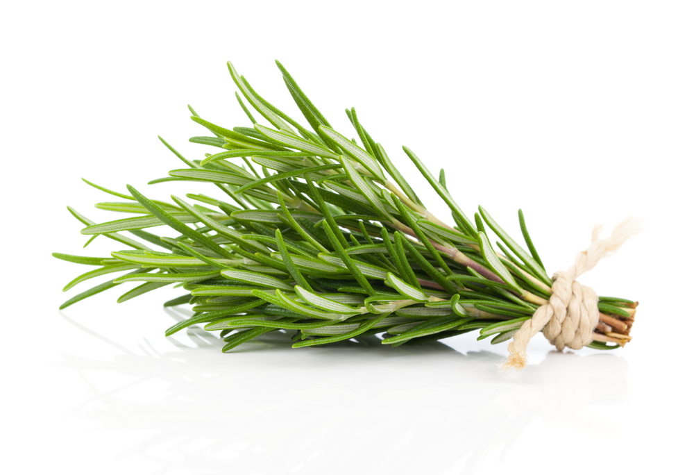 tied fresh rosemary, that keeps away mosquitoes, on a white background