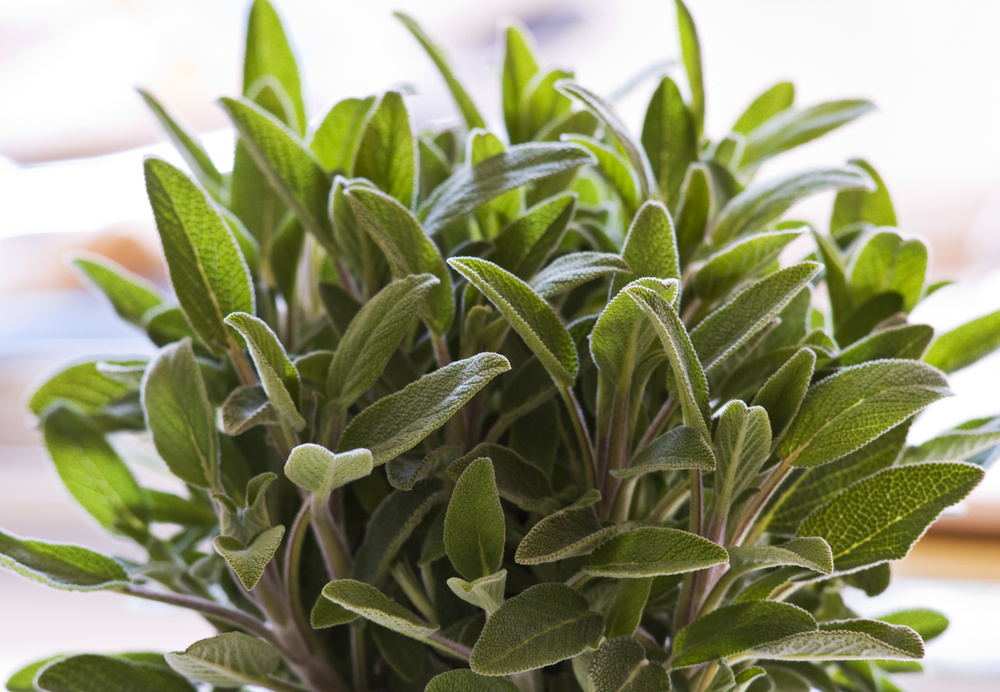 sage plant growing abundantly