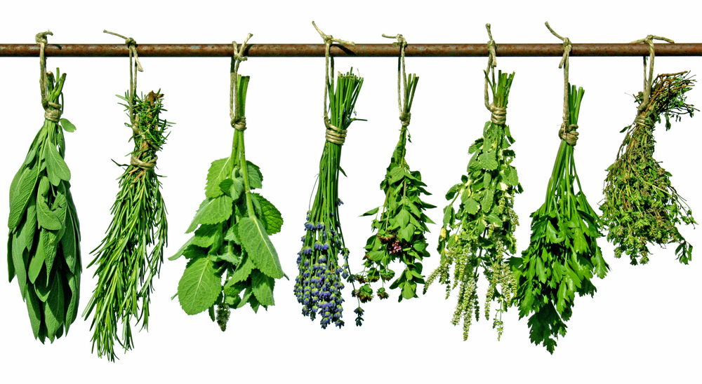 Assorted herbs, including sage, hanging on rack to dry.