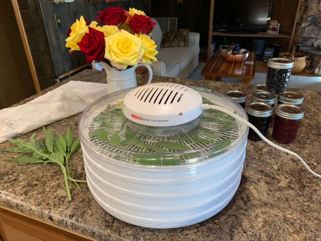 Sage ready to dry in a dehydrator that is sitting on kitchen counter. Flowers and jelly jars in the background.