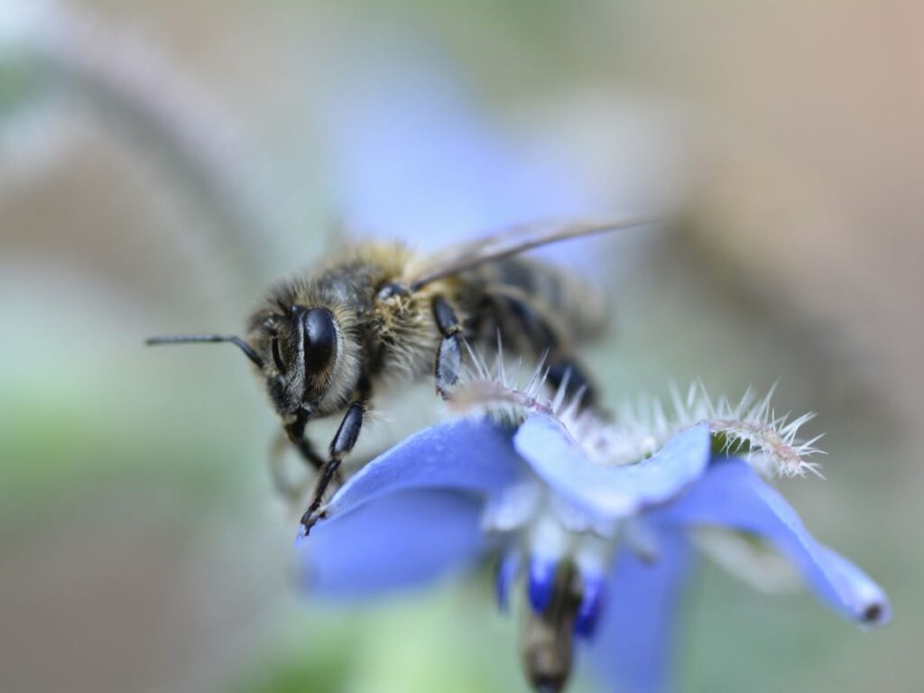Borage Flower with Bee close up