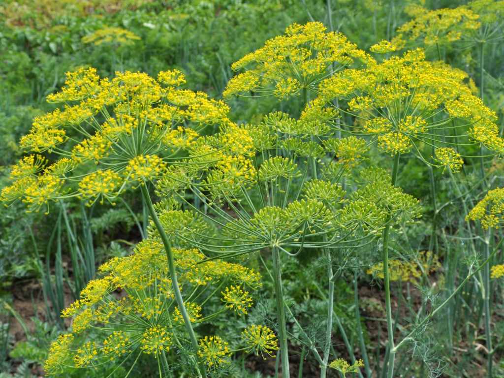 Dill Plant in Garden