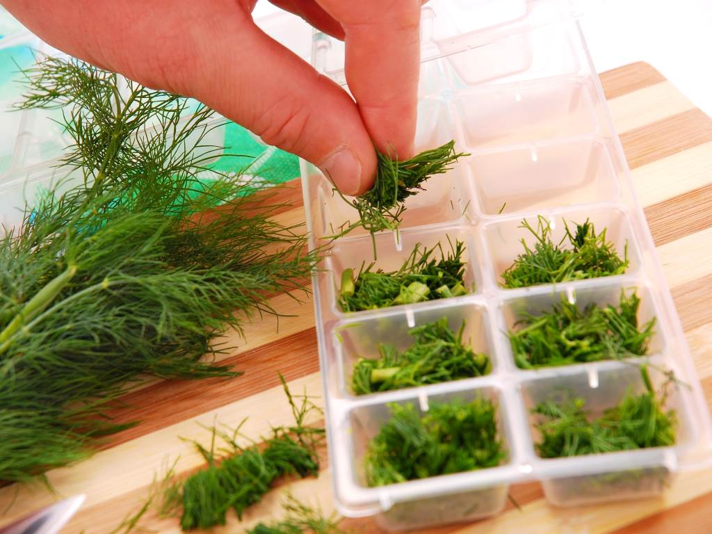 Dill in ice cube trays