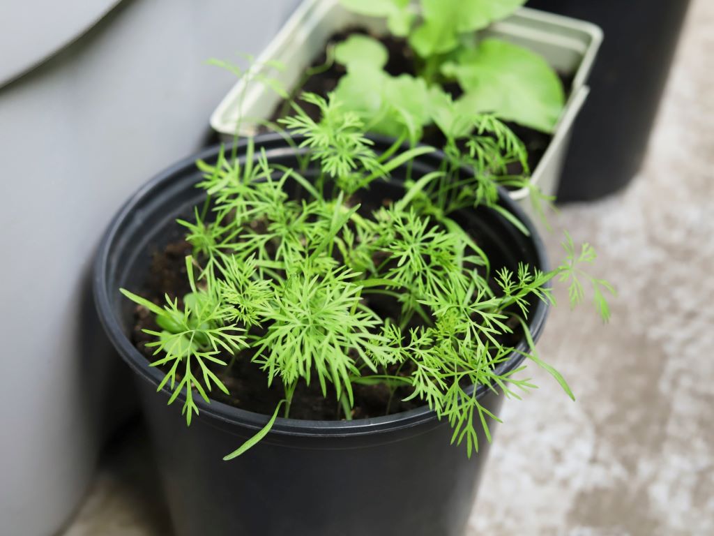 Dill growing in a pot