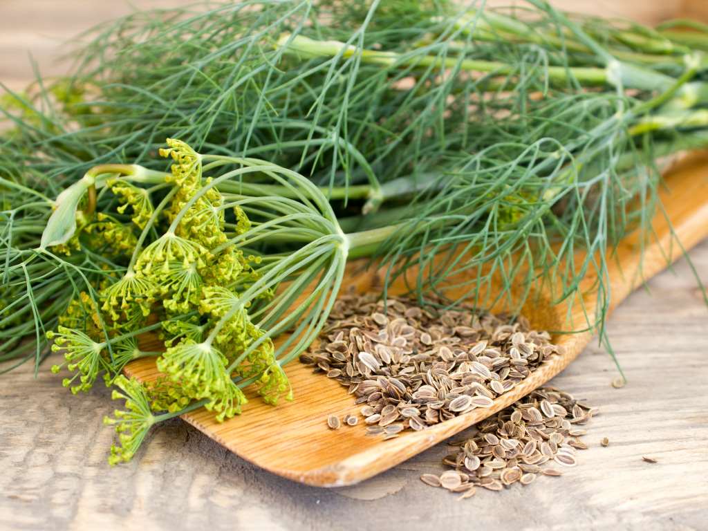 wooden spoon filled with dill seeds next to dill flower