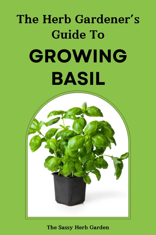 Ultimate Guide to Growing Basil