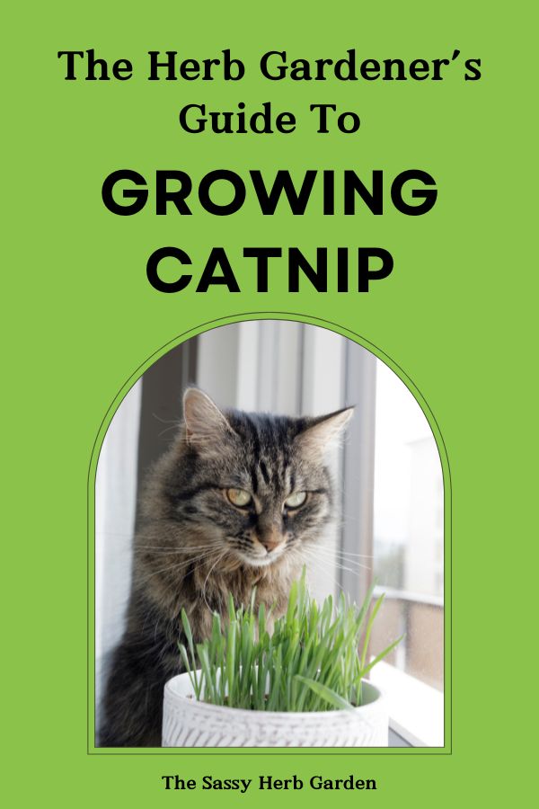 Ultimate Guide to Growing Catnip