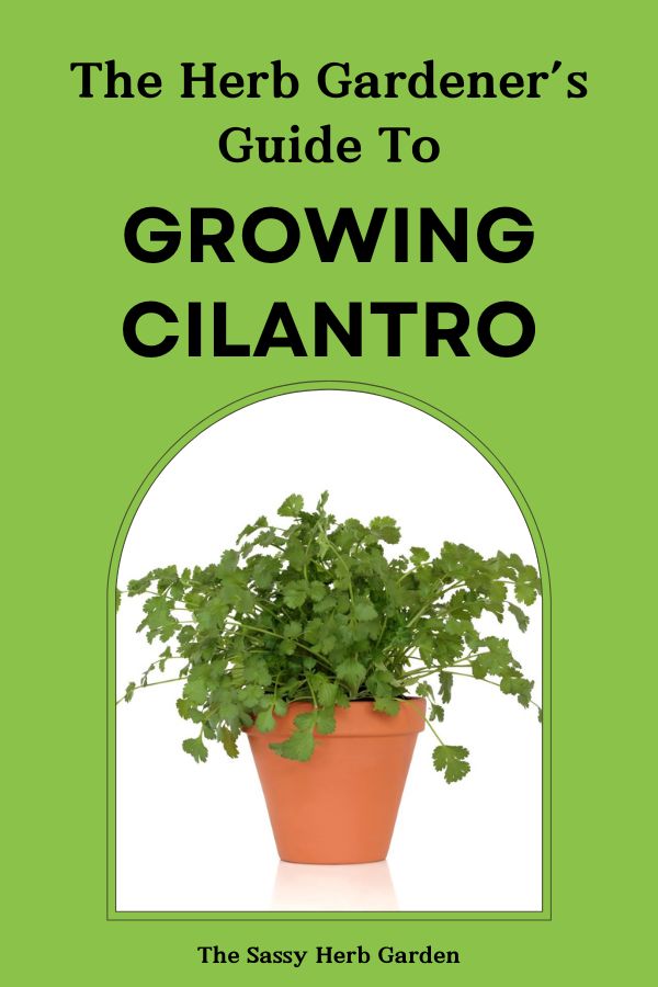 Complete Guide to Growing Cilantro