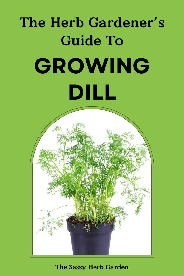 Ultimate Guide to Growing Dill
