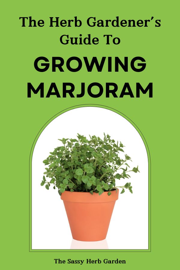 The Ultimate Guide to Growing Marjoram