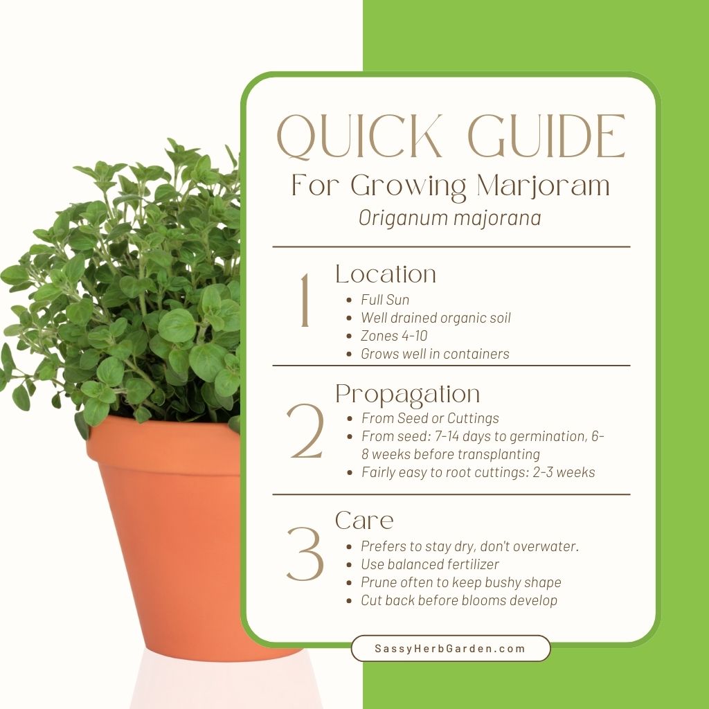 Guide to growing marjoram with simple bullet points