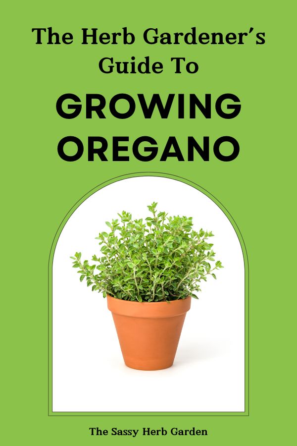 The Ultimate Guide to Growing Oregano