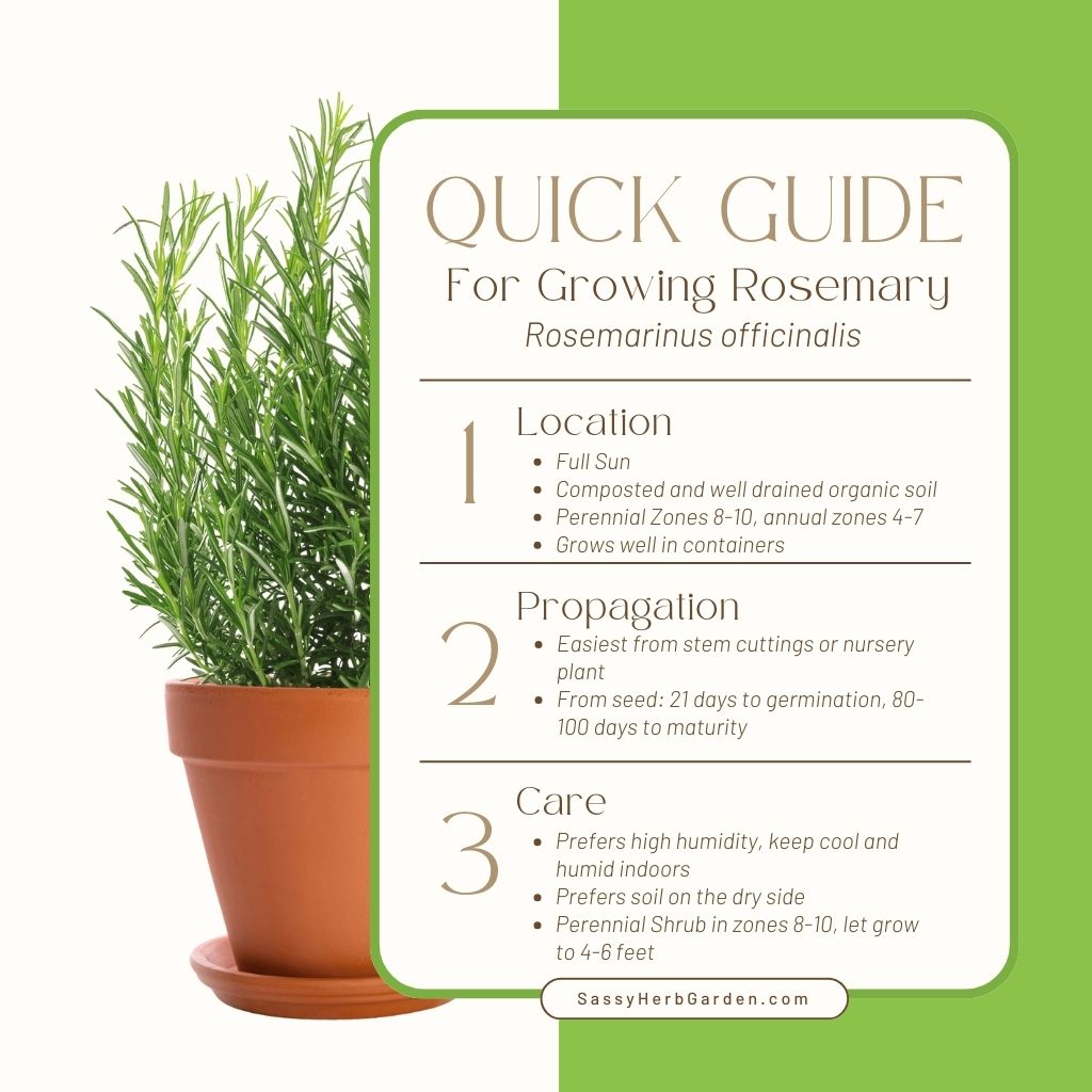 Guide to growing rosemary with simple bullet points