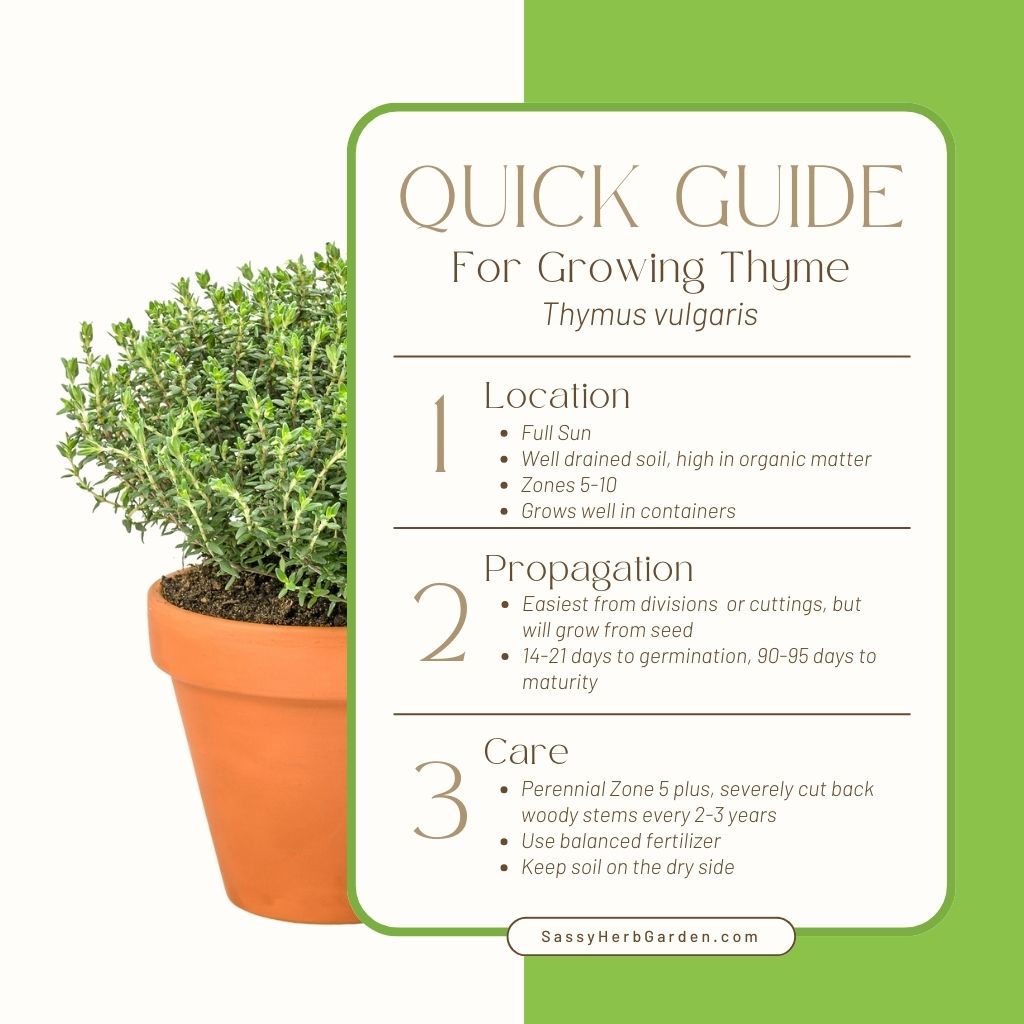 Guide to growing thyme with quick tips