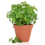 Lemon Balm in Clay Pot