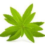 Sprig of lemon verbena leaves on white background