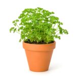 Parsley growing in Clay Pot