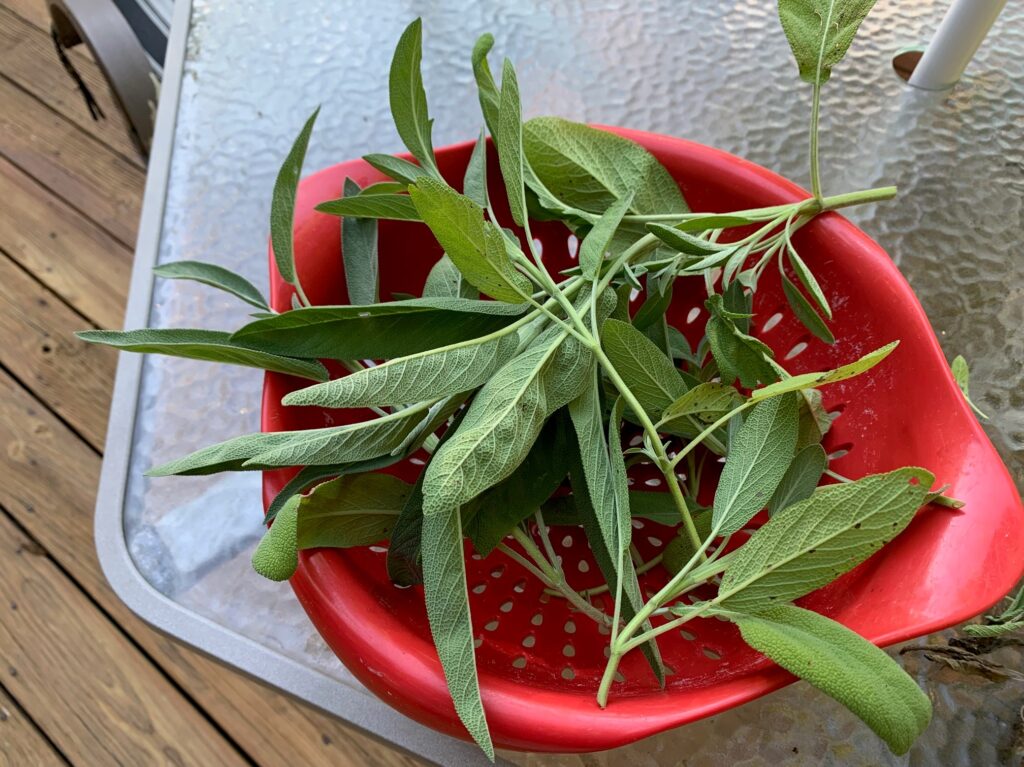 Stems of just picked sage
