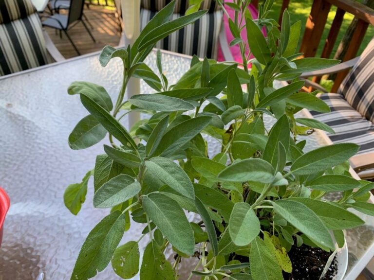 How to Grow Sage A Beginner's Guide to Easily Cultivate Sage