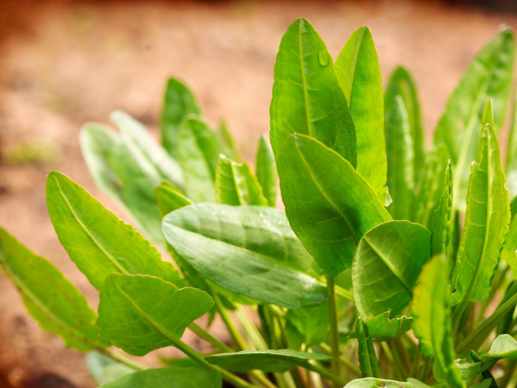 sorrel growing in ground