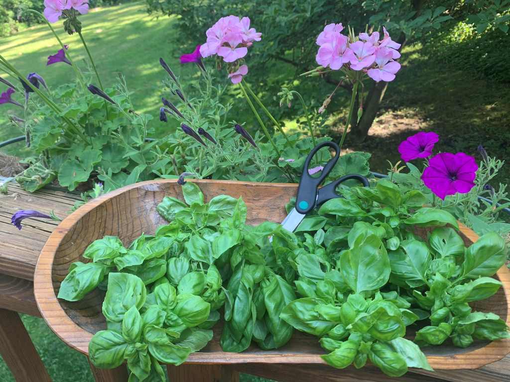 Wooden bowl filled with basil clippings with purple flowers in background