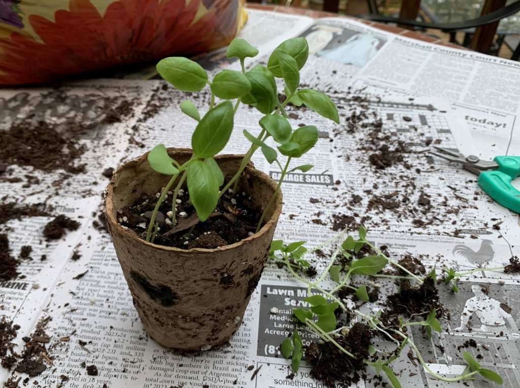 basil seedlings growing in peat pot