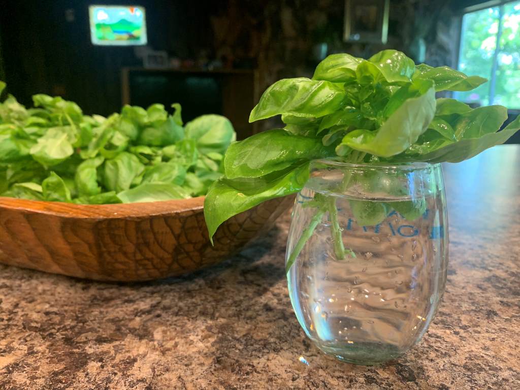 basil clippings in water with bowl of basil in background