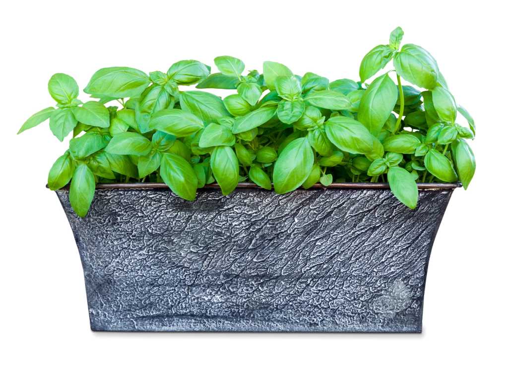 Basil growing in gray rectangular pot