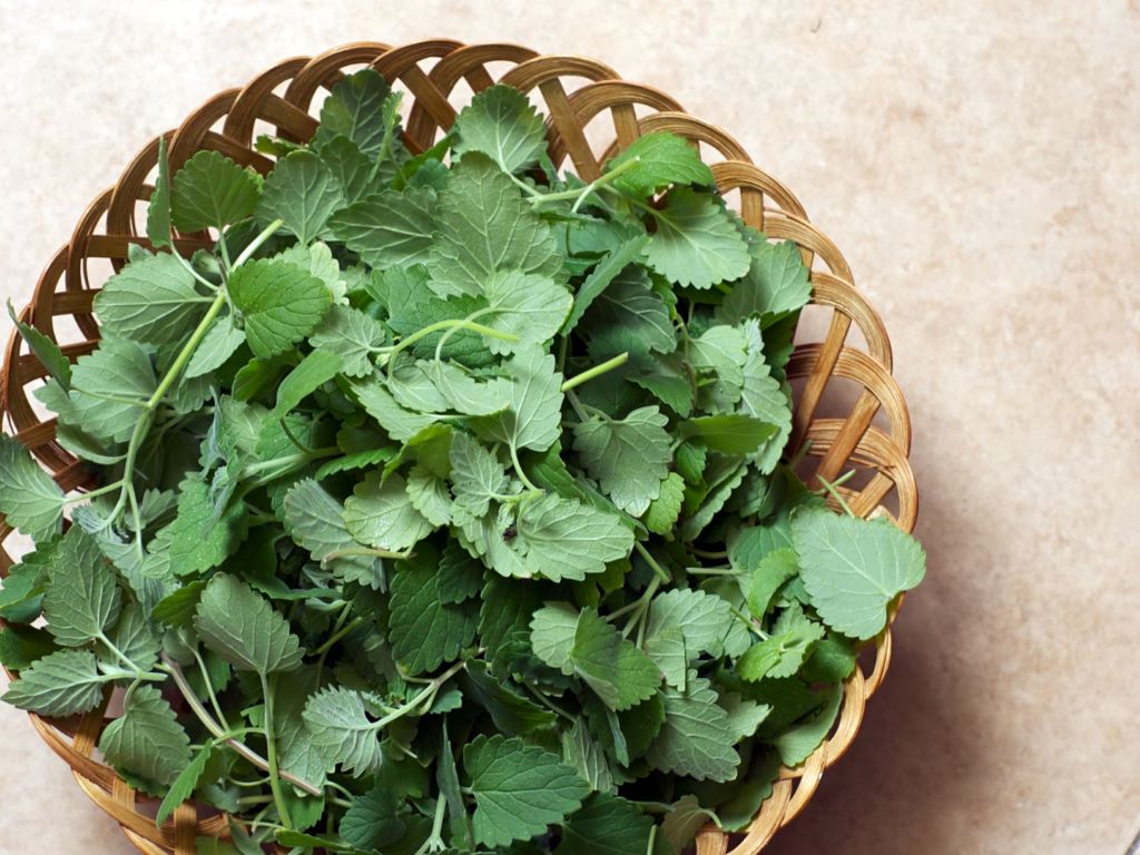 Basket of harvested catnip leaves