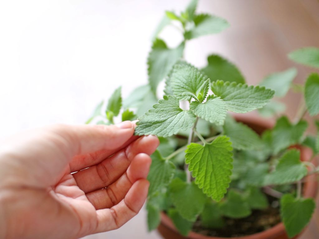 Catnip growing in clay pot with hand touching plant