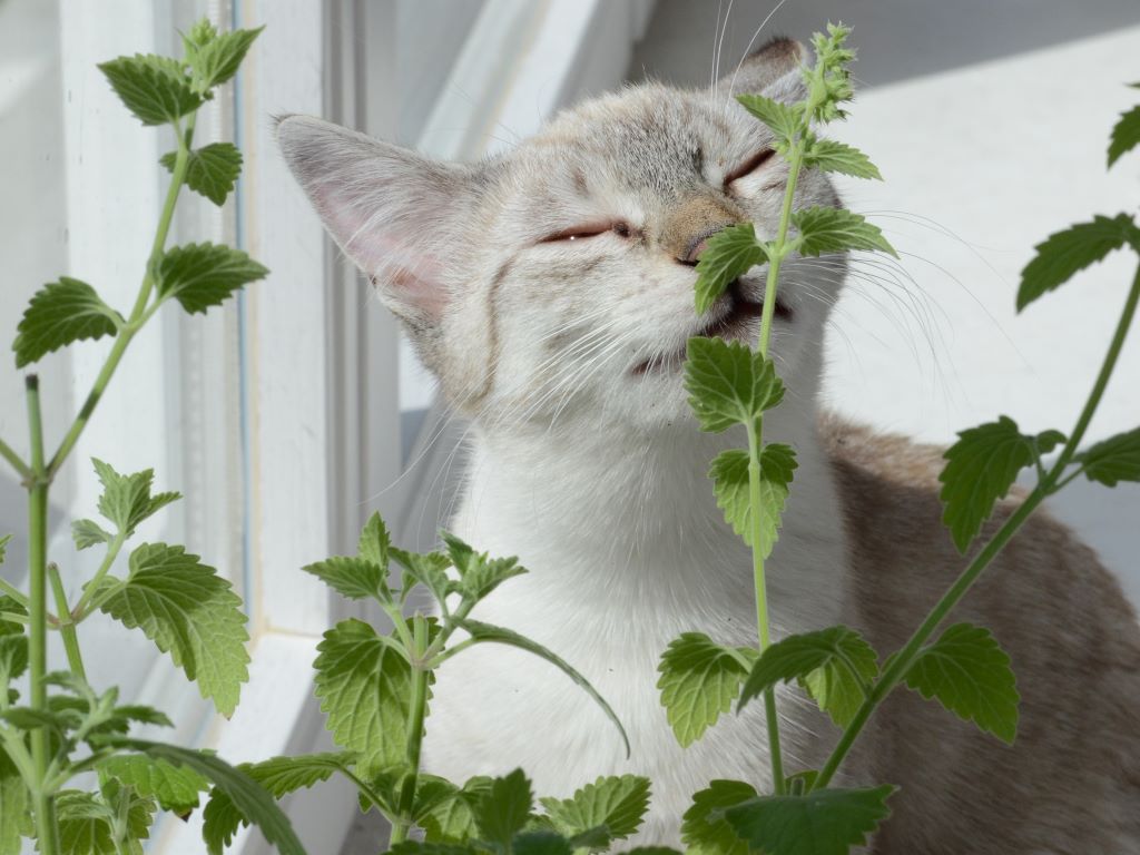 Cat smelling catnip growing in pot