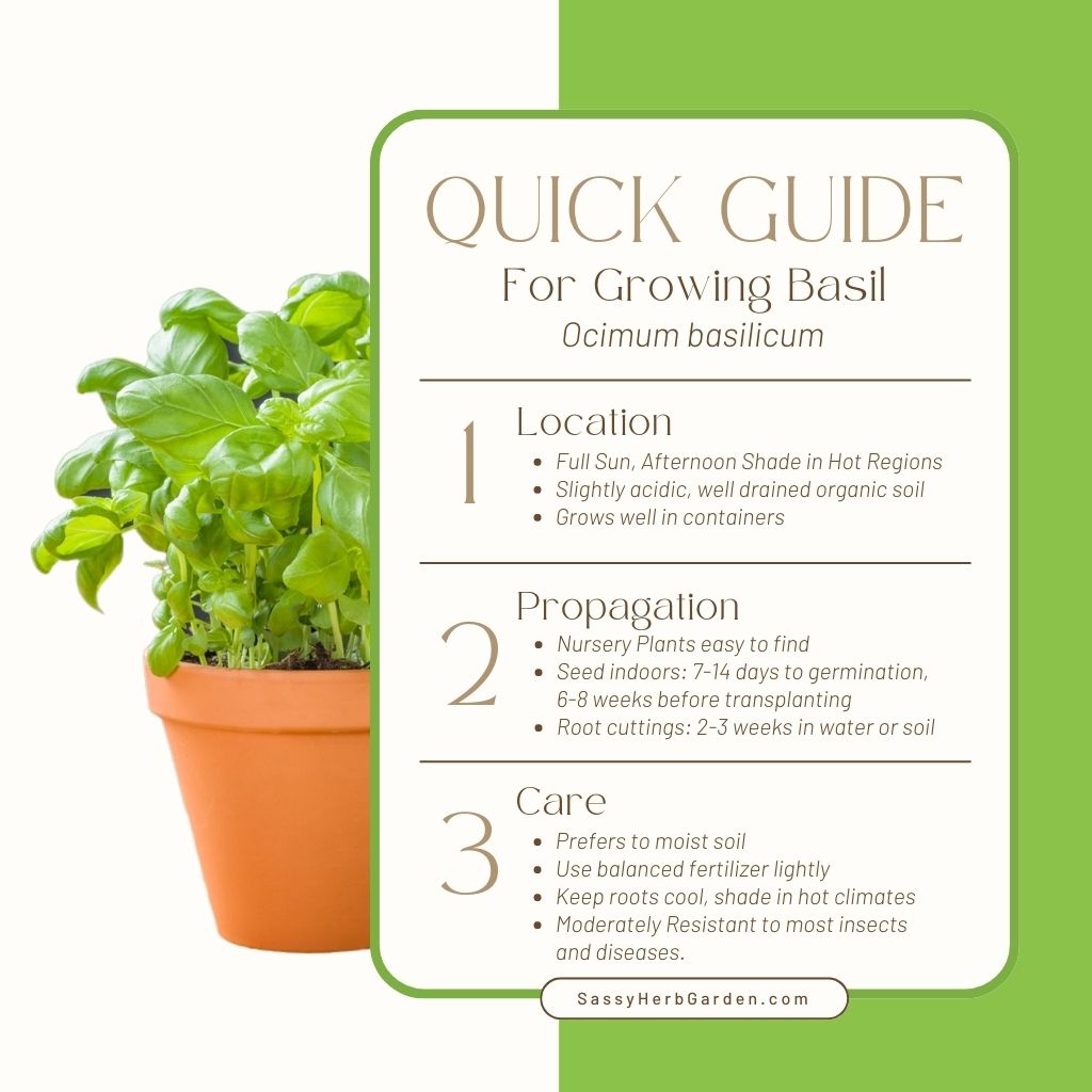 quick guide to growing basil