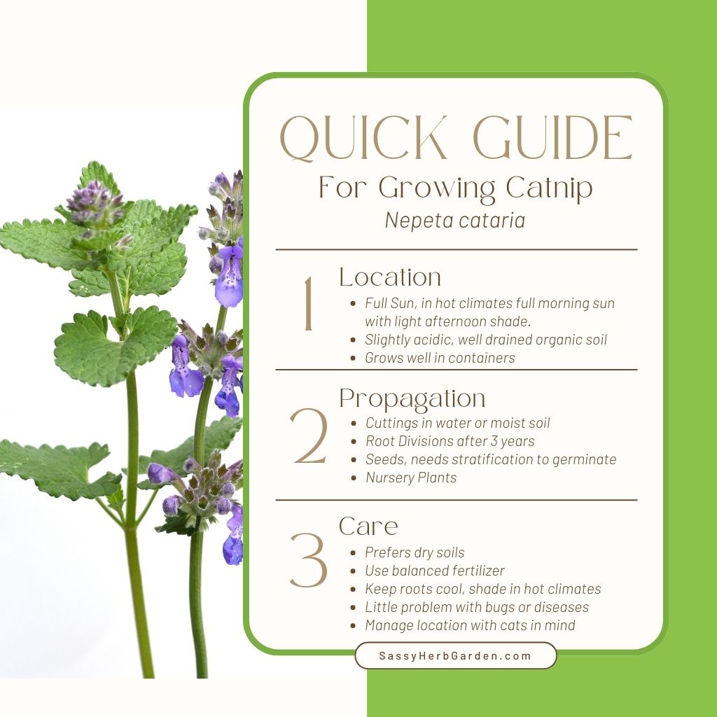 Growing guide for catnip