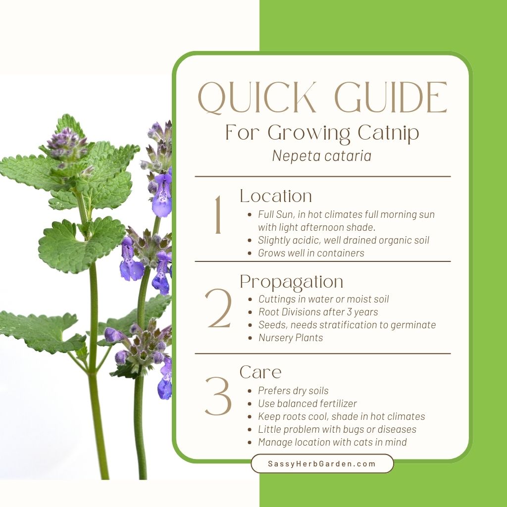 Catnip Plant Care: Water, Light, Nutrients