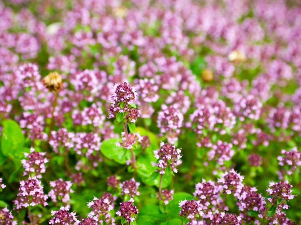 purple flowers on marjoram