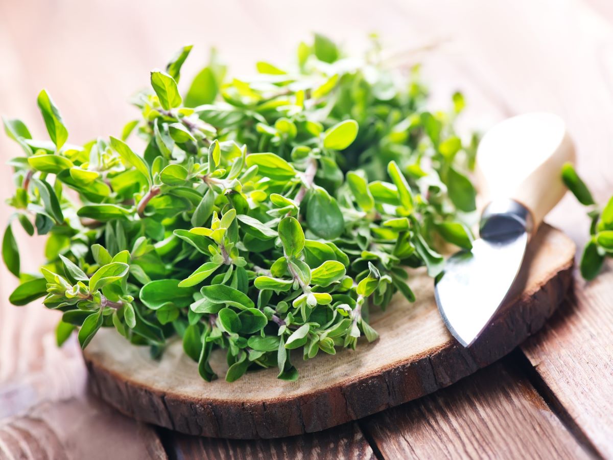 How to Grow Marjoram Simple Steps for a Thriving Herb