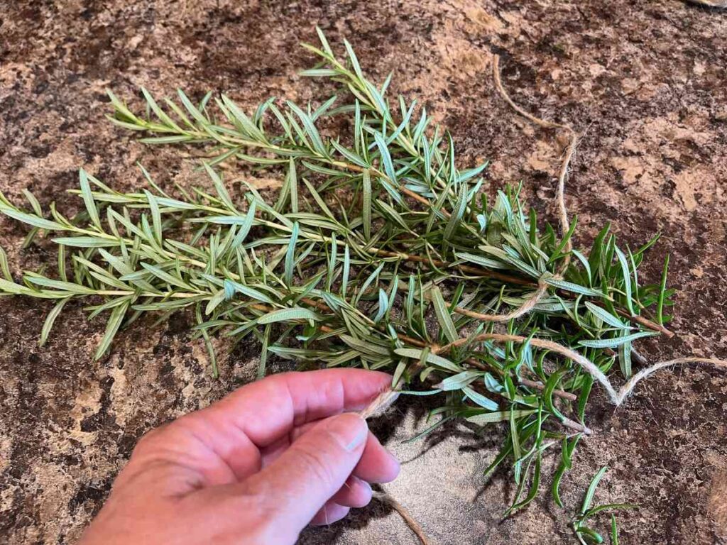 Prepping rosemary to hang dry