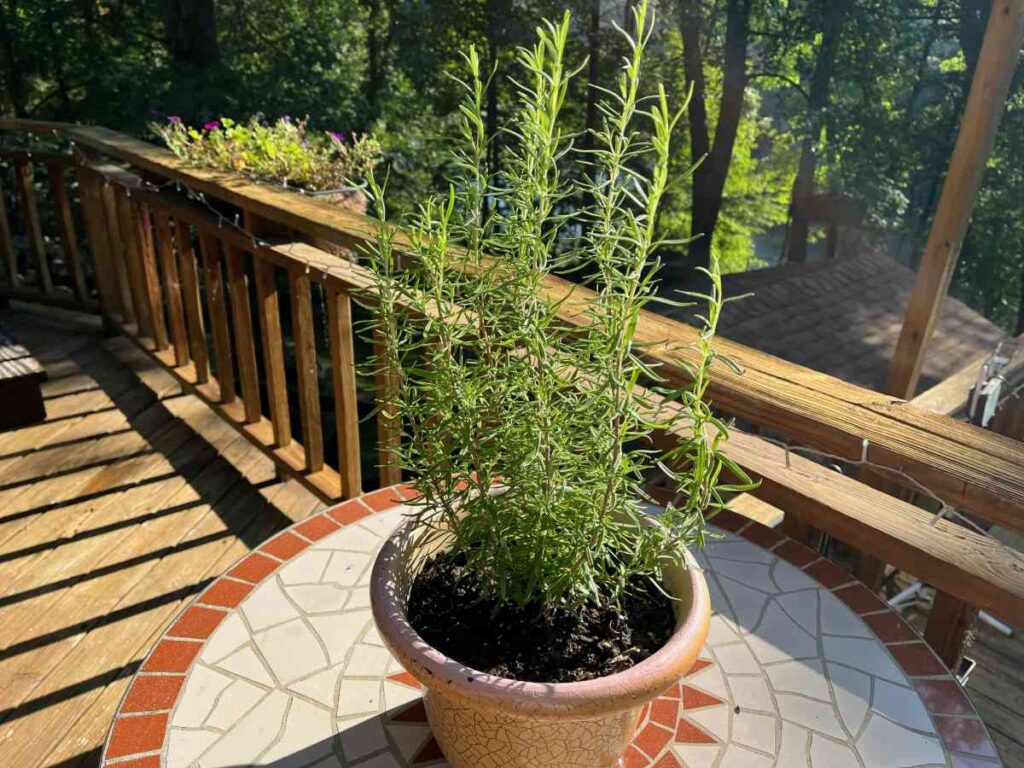 Rosemary growing in pot on table on wooden deck