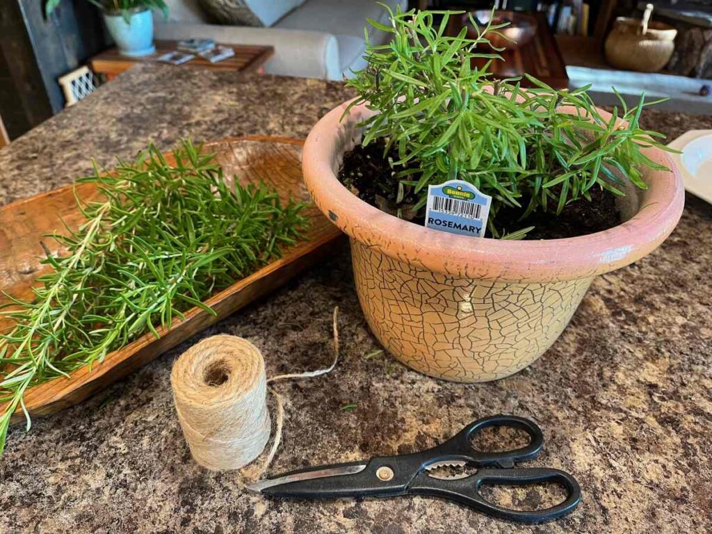 potted rosemary next to clippings ready to use for cooking or to dry