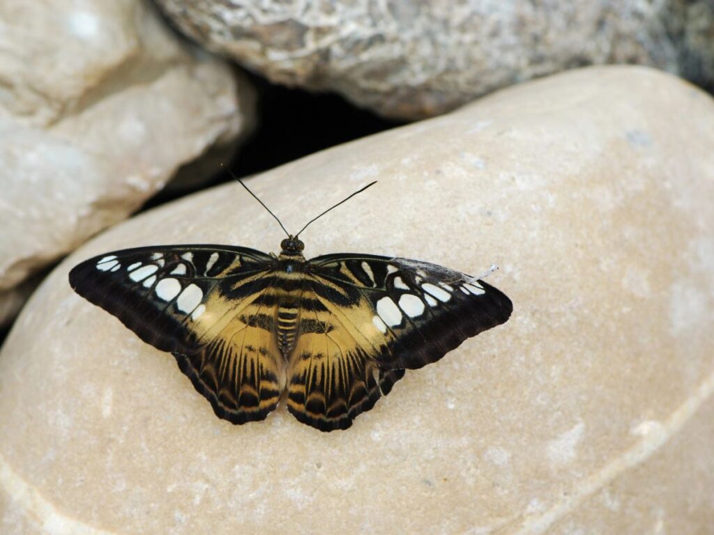 Butterfly sitting on rock