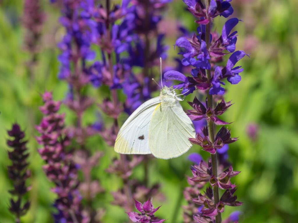 Cabbage Butterfly on Sage flower