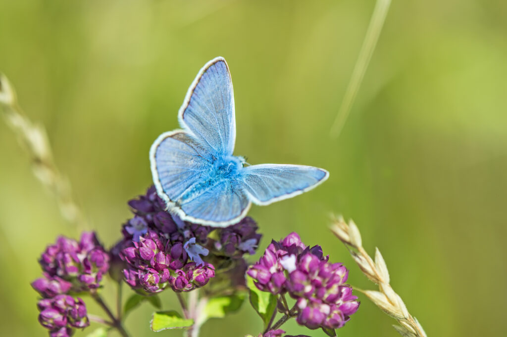 Common Blue Butterfly sitting on the head of an Oregano flower in a herb garden
