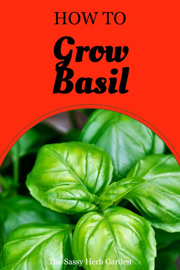 how to grow basil