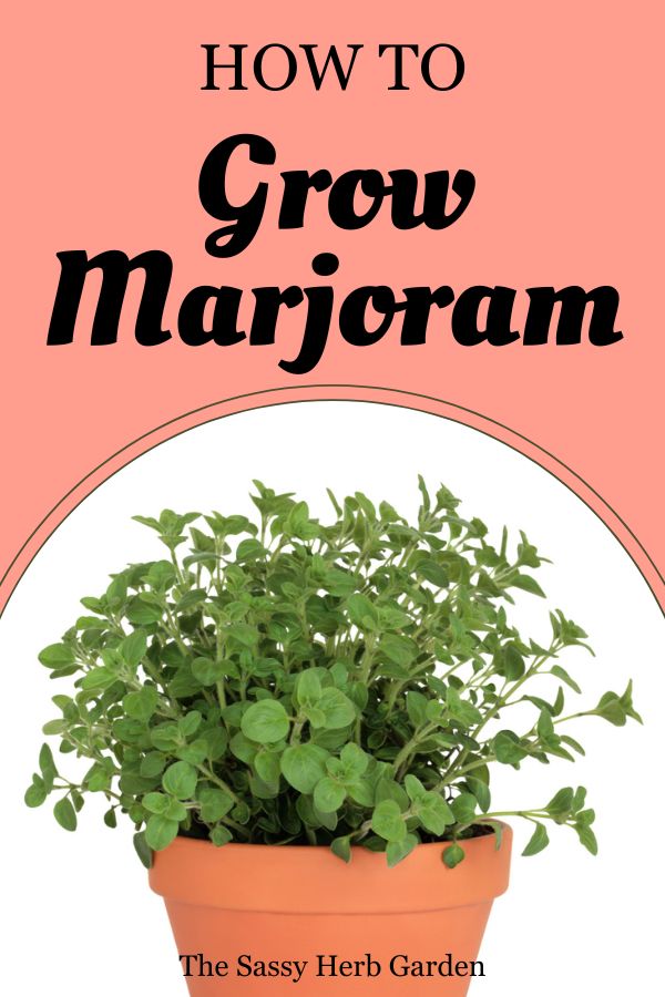 how to grow marjoram