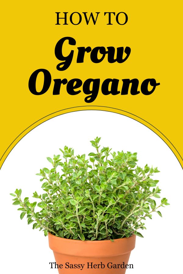 How to grow oregano