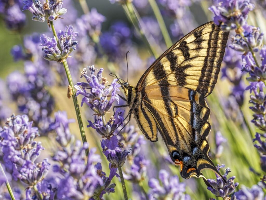 yellow swallowtail on lavender flowers
